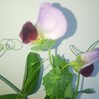 豆の花